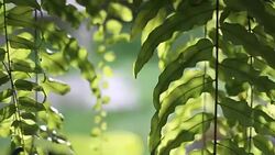 Leaves of green ferns for background Stock Footage