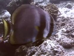 Batfish being cleaned Stock Footage
