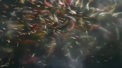 Koi fish bird-eye view Stock Footage