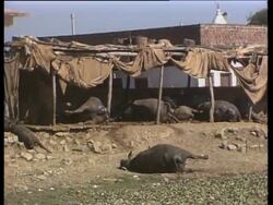 REPLAY Rallies mark 25th anniv of world's worst industrial disaster News Clip