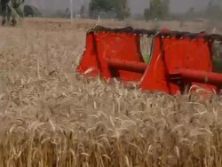 Combine Harvester in a wheat crops  Stock Footage