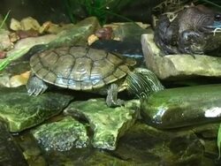 Turtle and Frog Stock Footage