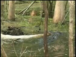 Alligator in swamp biting dead carcasses tail, another swims up as first swims away, Brazos Bend State Park, Texas, USA Stock Footage