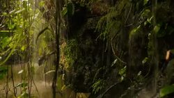 Tropical rain in the forest Stock Footage