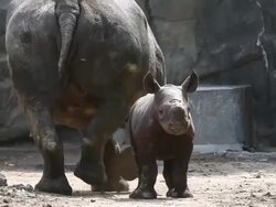 Chicago's Lincoln Park Zoo Host Preview Of Baby Rhinoceros Stock Footage