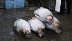 A man wearing boots and an apron stands near frozen tuna placed at the Tsukiji Market in Japan. Stock Footage