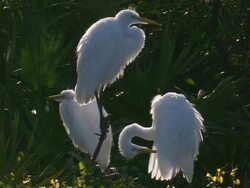 Medium static - Egrets preen near lush vegetation / Florida, USA Stock Footage