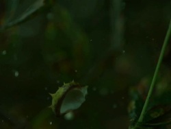 Horse chestnut conker explodes out of case Stock Footage