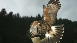 HD Super-Slow Mo: Harris Hawk Landing On A Branch Stock Footage