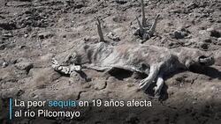 CLEAN : Cementerio de caimanes en Paraguay por sequia News Clip