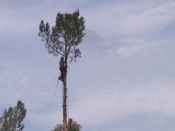 High Speed Tree Cutting Stock Footage
