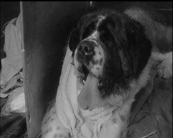 TOP DOGS ARE BIG BUSINESS News Clip