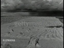 Canada wheat grain Stock Footage