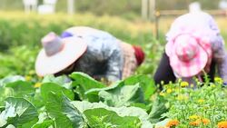 Farmer and beautiful life Stock Footage