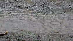 Raining on the dirt floor in Rainy Season Stock Footage