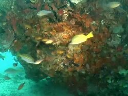 MS Shot of Schools of cardinal fish swimming or drifting with surge above rock ledge covering with coral and sponges / Matola, Maputo, Mozambique  Stock Footage