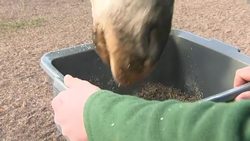 Rothschild's Giraffes at Dudley Zoo News Clip