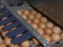 CU Shot of Egg production line / Anseong, Gyeonggi-do, South Korea Stock Footage