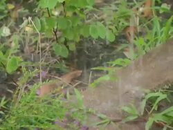 MS Hard rain splashing on ground / Venezuela Stock Footage