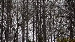 CLEAN : Honduras manages to stall pine beetles invasion News Clip