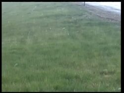 MCU large hail stones falling and bouncing on long green grass, USA Stock Footage