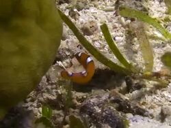 Juvenile Reef Fish Stock Footage