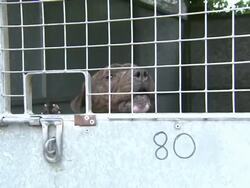 Staff checking dogs in kennels News Clip