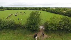 Aerial view of cows going from one field to another Stock Footage