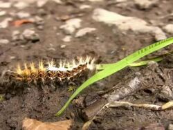 Caterpillar Stock Footage