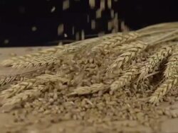 HD SUPER SLOW-MO: Grains Falling On Wheat Ears Stock Footage