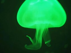 Jellyfish close up Stock Footage