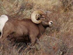 CU Shot of large bighorn ram standing on hillside / Estes Park, Colorado, United States Stock Footage