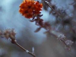 Flora dunes Stock Footage