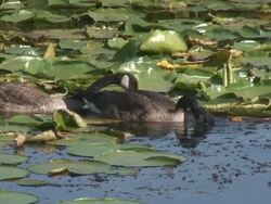 Canada geese in the swamp 1  1080/60i Stock Footage