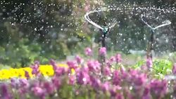 Slow motion, Splashing water sprinkler in garden flowers Stock Footage