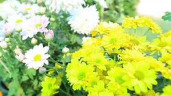 HD Panning: multi color flower in garden. Stock Footage