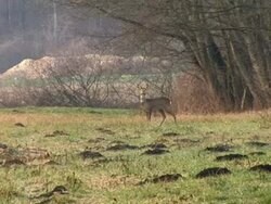 HD: Roe deer Stock Footage