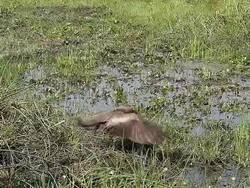 MS TS SLO MO Shot of Yellow-Billed Kite (milvus aegyptius) Taking off from Swamp / Moremi Reserve, Africa, Botswana Stock Footage