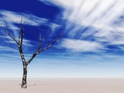 Dead Tree Stock Footage