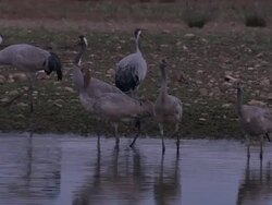 European Cranes (Grus grus) adults and young at lake edge, North East Extremadura in Dehesa. Cranes migrate south in winter from Scandinavia and Northern Europe to Spain and roost in large numbers mainly on lake shores. Stock Footage