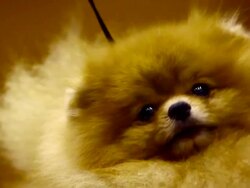 Pomeranian Dog Stock Footage
