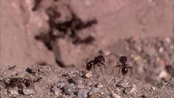 Ants scurry in and out of a hole in the desert. Stock Footage