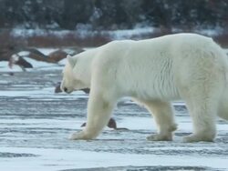  MS PAN Polar bear walking through snowy landscape / Churchill, Manitoba, Canada Stock Footage