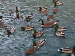Duck. Stock Footage