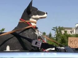 Romney/Koch Hamptons Fundraiser: Dog On SUV Roof Stock Footage