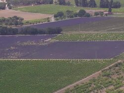 MS AERIAL Shot of Lavender fields and vineyards / Rhone Alpes, France Stock Footage