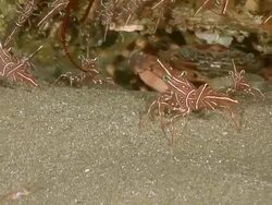 CU Several camel shrimp crawling and walking along ledge and sea floor with crab crawling and darting away / Sodwana Bay, KwaZulu Natal, South Africa Stock Footage