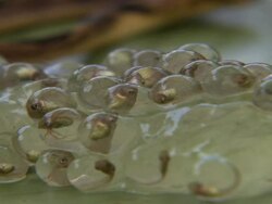 Close Up Rack Focus - Cluster of frog eggs with cat-eyed snake / Costa Rica Stock Footage