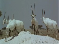 MS Arabian Oryx, Oryx leucoryx, dominant male on top of hillock, Jiddat al Harasis desert, Oman Stock Footage