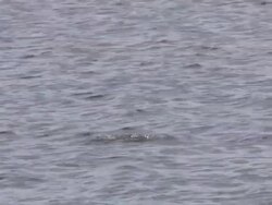 Diving duck 2  1080/60i Stock Footage